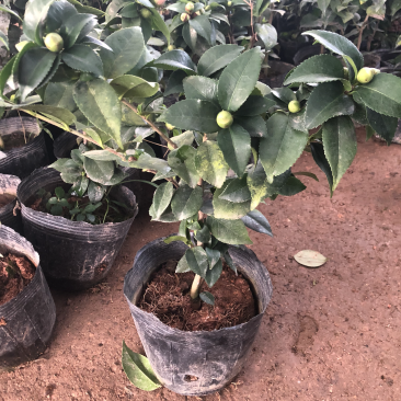 茶花树盆栽地栽苗