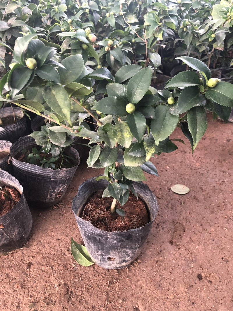 茶花树盆栽地栽苗