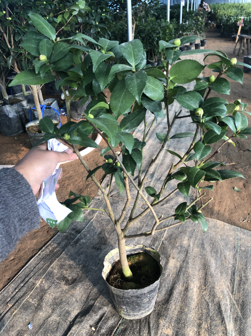 茶花树盆栽地栽苗