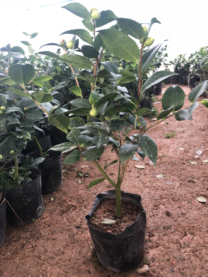 茶花树盆栽地栽苗