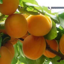 辽宁杏树苗、沙金红杏树苗、丹麦杏树苗、大量批发供应杏树苗