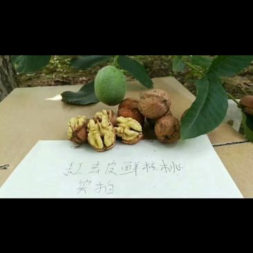 辽宁耐寒核桃苗8518核桃苗辽核核桃苗