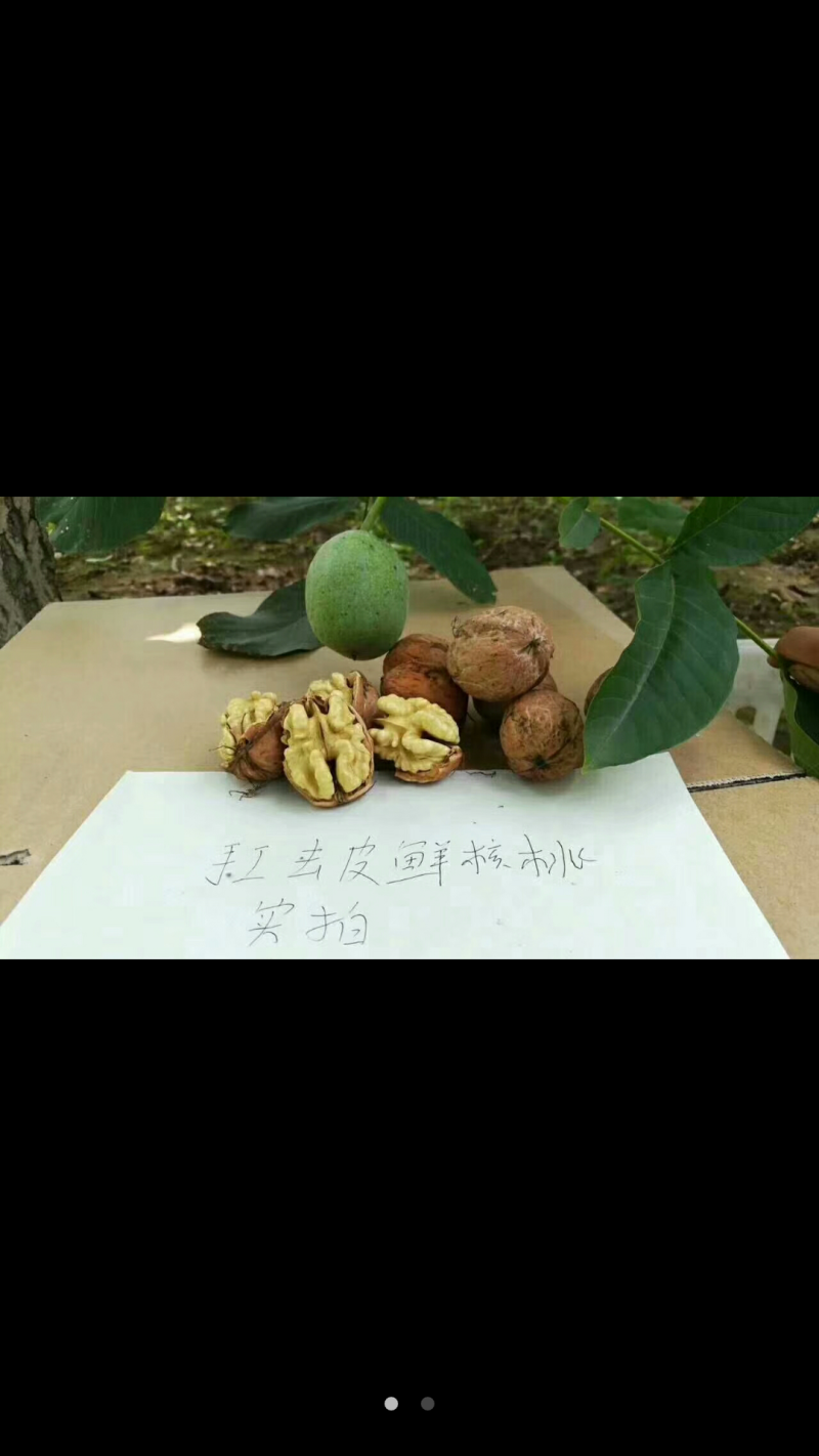 辽宁耐寒核桃苗8518核桃苗辽核核桃苗