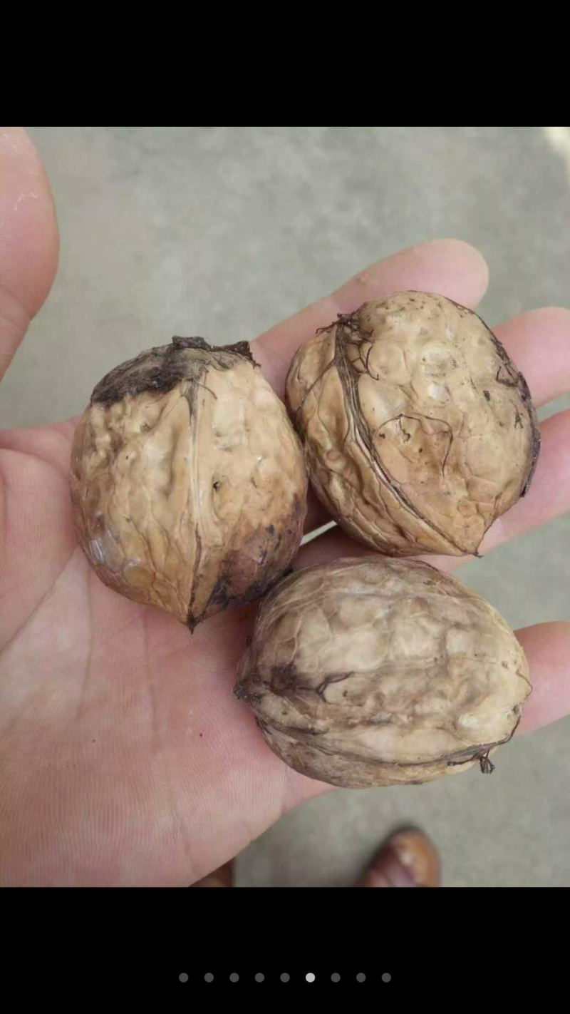 辽宁耐寒核桃苗8518核桃苗辽核核桃苗