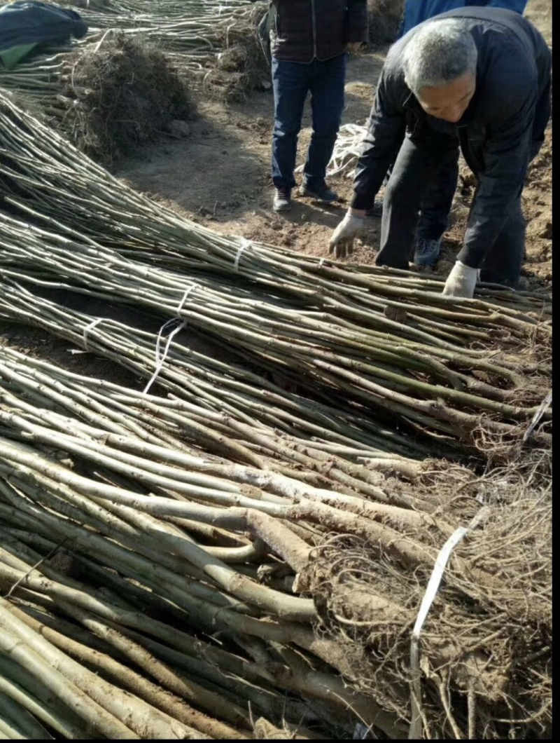 辽宁耐寒核桃苗8518核桃苗辽核核桃苗