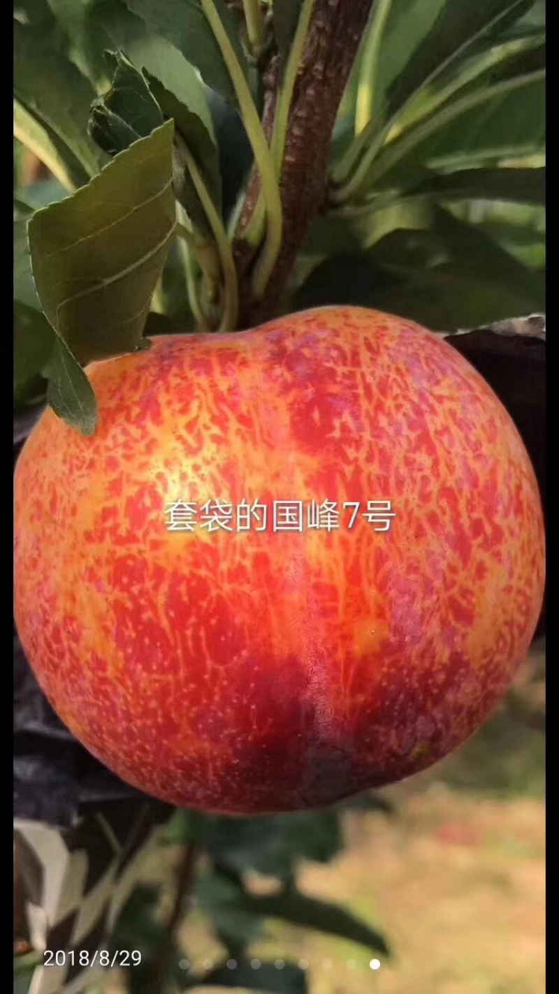 辽宁新品种国峰七号李子苗、国峰十七号李子苗