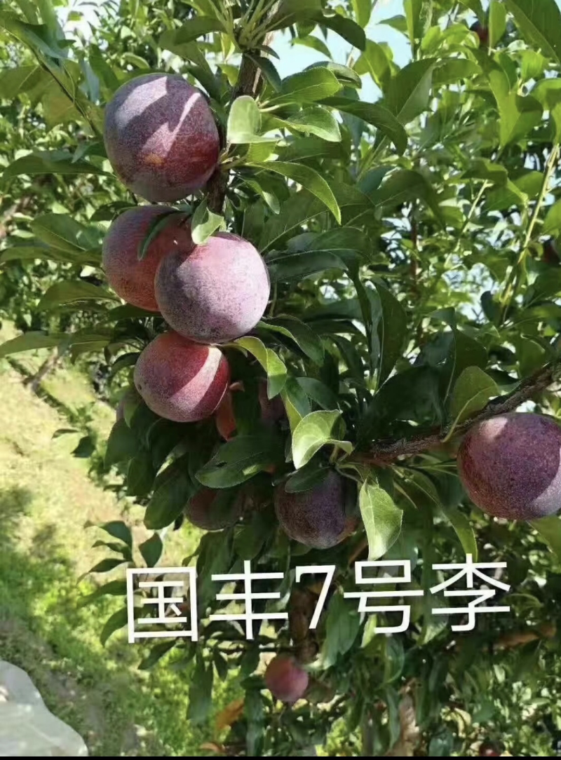 辽宁新品种国峰七号李子苗、国峰十七号李子苗
