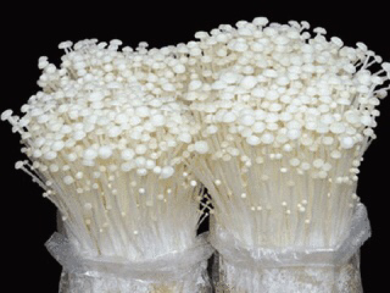 金针菇菌种金针菇原种金针菇栽培种