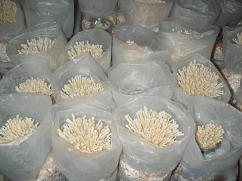金针菇菌种金针菇原种金针菇栽培种