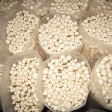 金针菇菌种金针菇原种金针菇栽培种