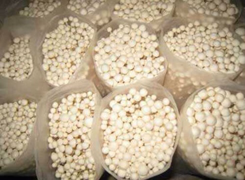 金针菇菌种金针菇原种金针菇栽培种