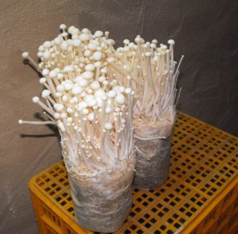 金针菇菌种金针菇原种金针菇栽培种