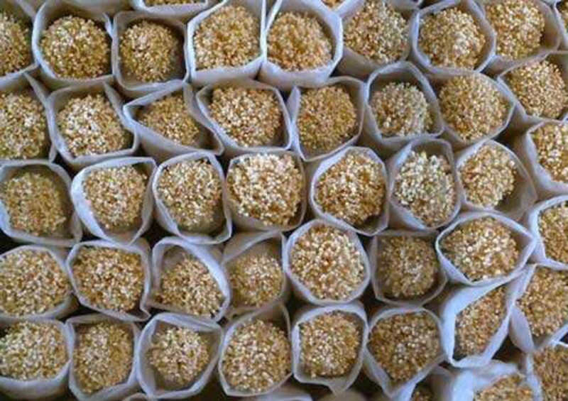 金针菇菌种金针菇原种金针菇栽培种