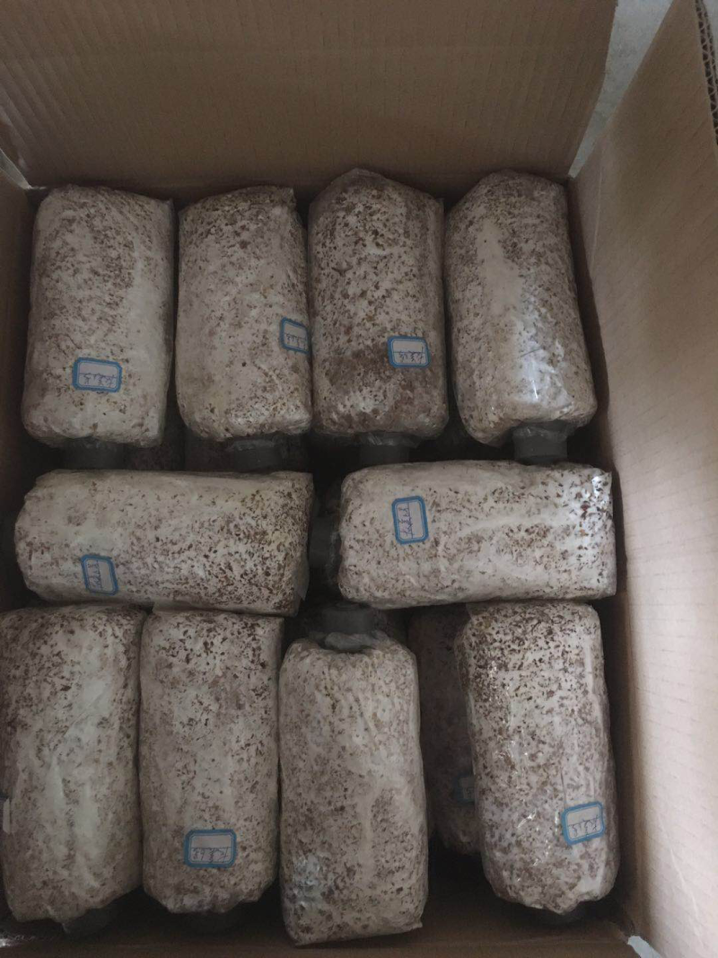 金针菇菌种金针菇原种金针菇栽培种