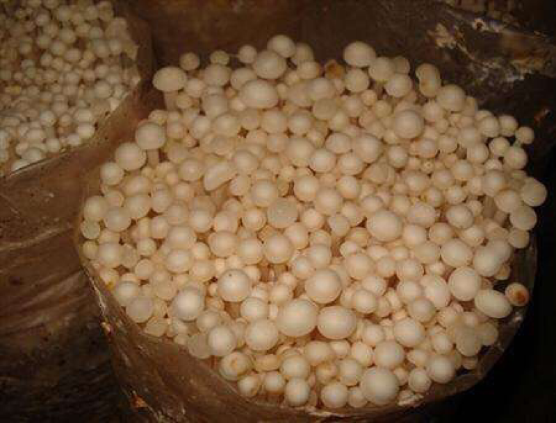 金针菇菌种金针菇原种金针菇栽培种