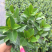 飘香藤盆栽四季常青开花绿植花卉植物基地直销