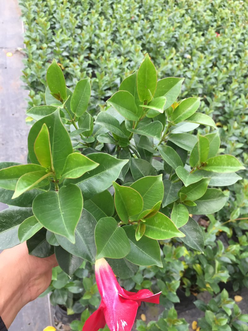 飘香藤盆栽四季常青开花绿植花卉植物基地直销