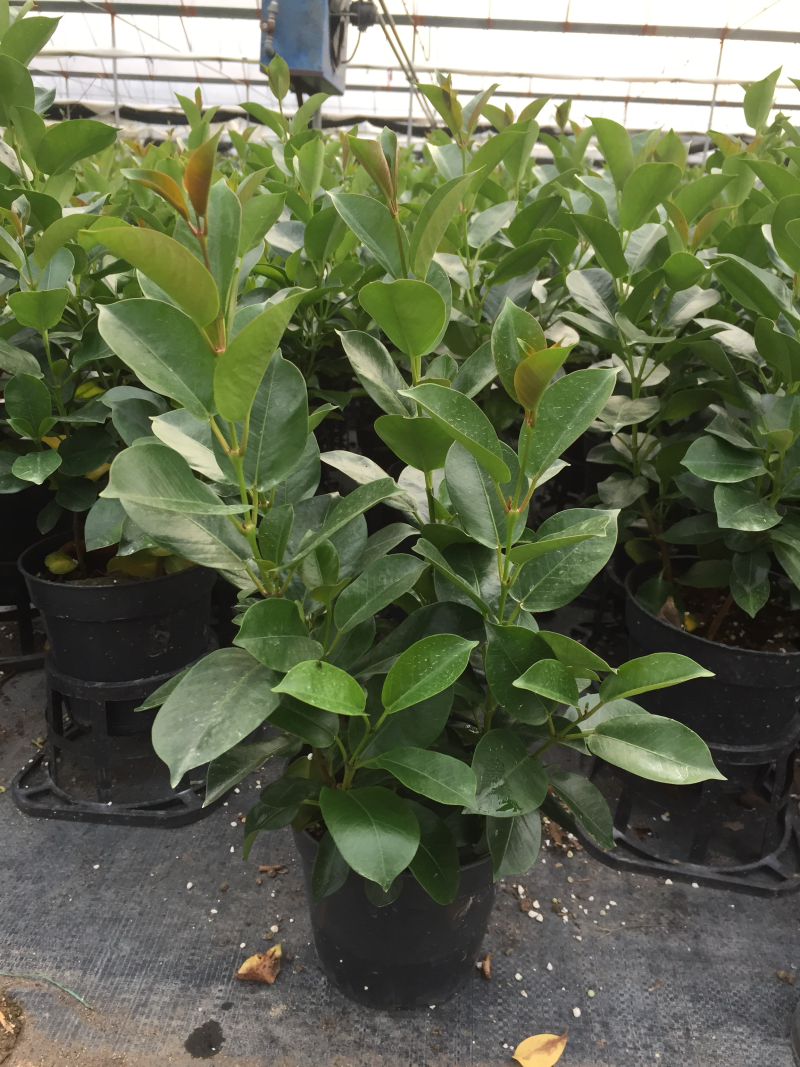 飘香藤盆栽四季常青开花绿植花卉植物基地直销