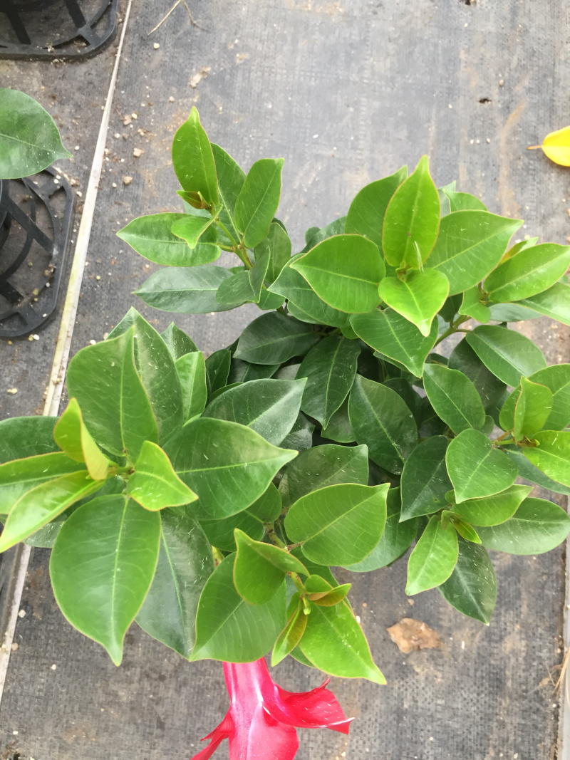 飘香藤盆栽四季常青开花绿植花卉植物基地直销