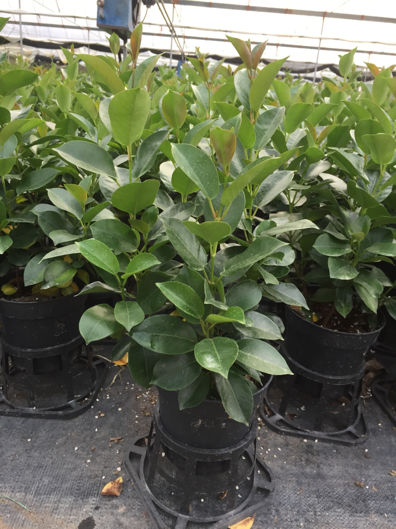 飘香藤盆栽四季常青开花绿植花卉植物基地直销