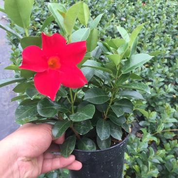 飘香藤盆栽四季常青开花绿植花卉植物基地直销