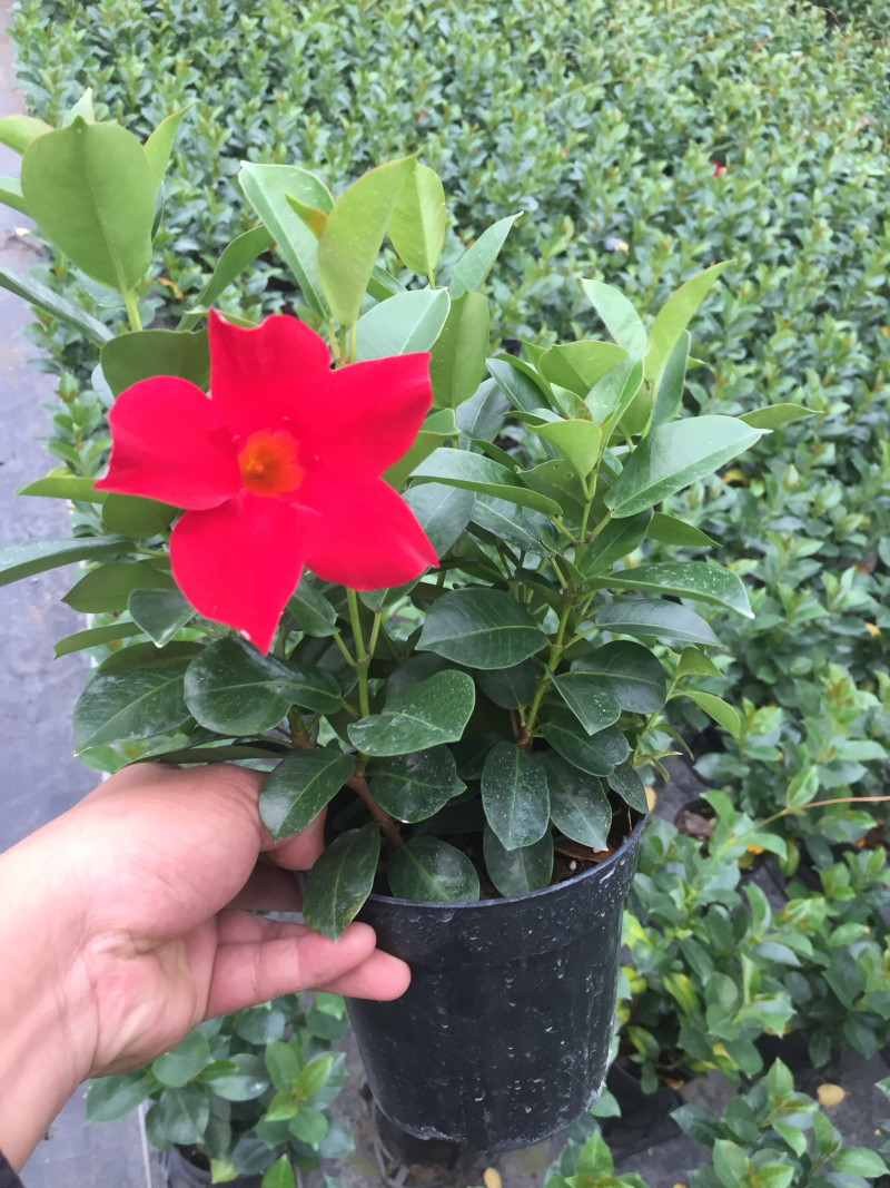 飘香藤盆栽四季常青开花绿植花卉植物基地直销