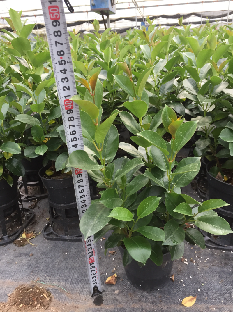 飘香藤盆栽四季常青开花绿植花卉植物基地直销