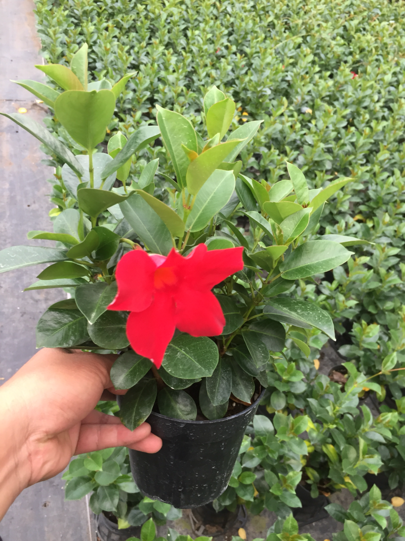飘香藤盆栽四季常青开花绿植花卉植物基地直销