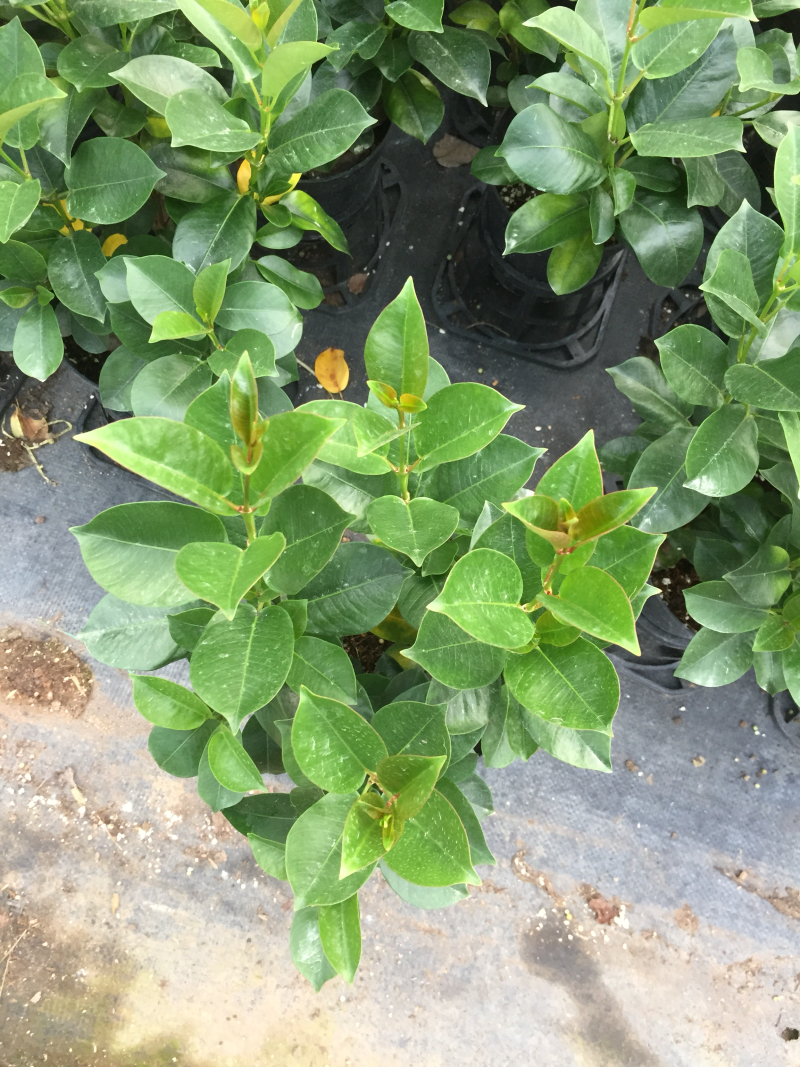飘香藤盆栽四季常青开花绿植花卉植物基地直销