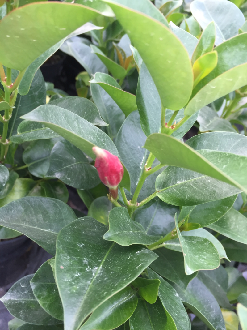 飘香藤盆栽四季常青开花绿植花卉植物基地直销