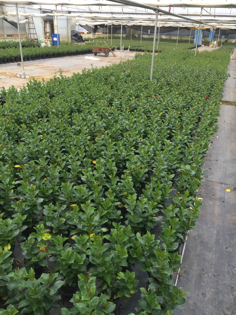 飘香藤盆栽四季常青开花绿植花卉植物基地直销