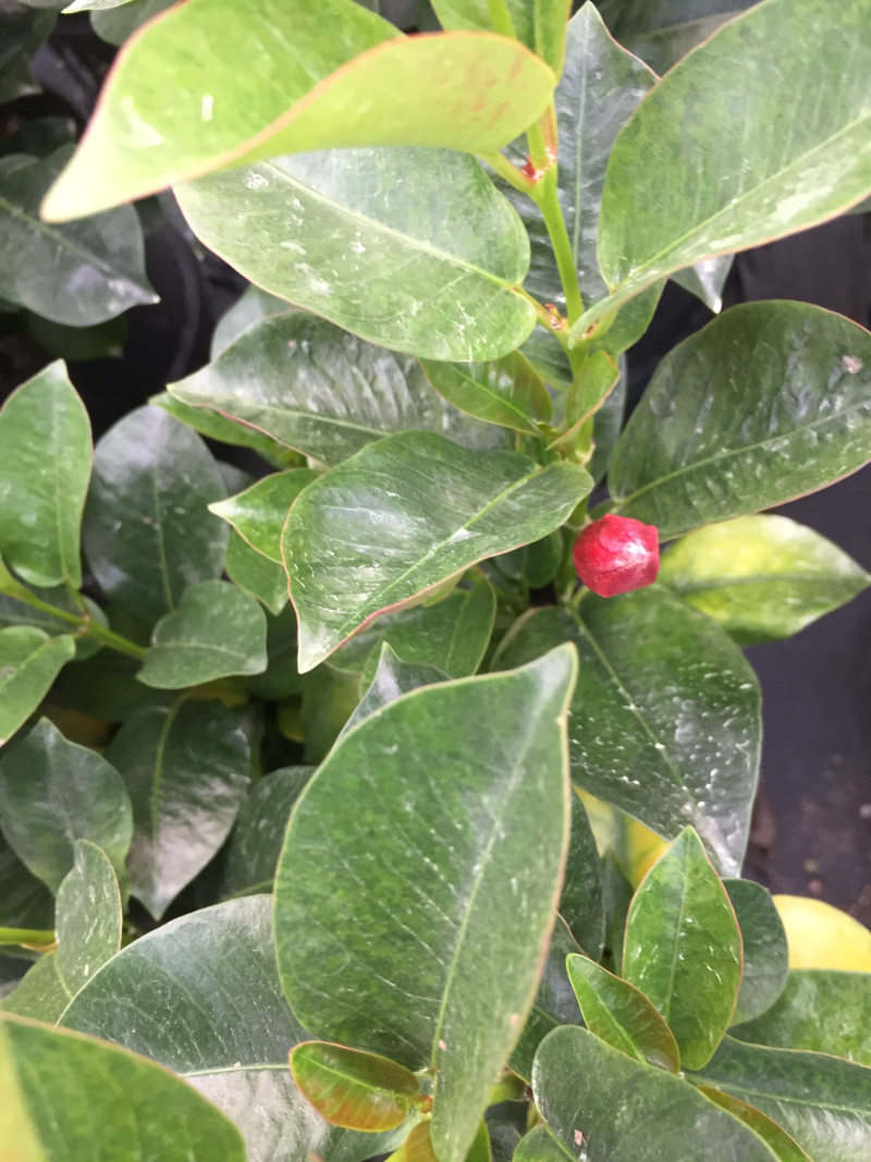 飘香藤盆栽四季常青开花绿植花卉植物基地直销