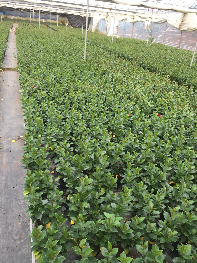 飘香藤盆栽四季常青开花绿植花卉植物基地直销