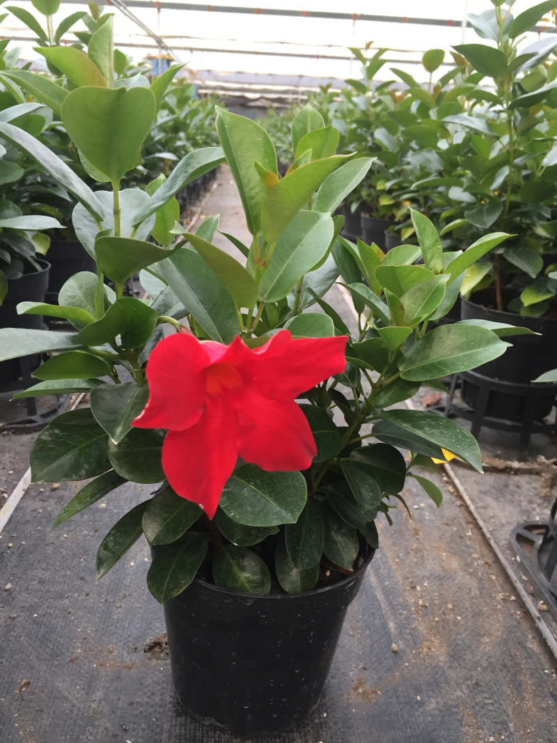 飘香藤盆栽四季常青开花绿植花卉植物基地直销