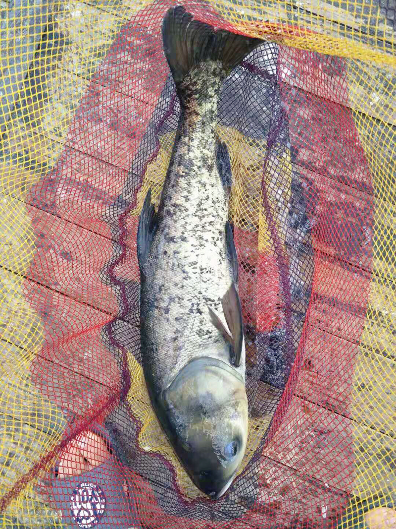 “万峰生态花鲢鱼”，不投放任何饲料