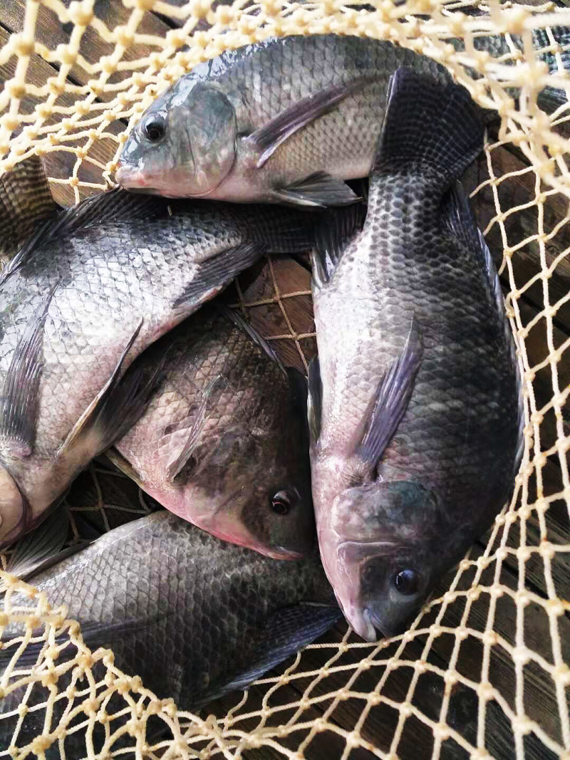 “万峰生态罗非鱼”，不投放任何饲料
