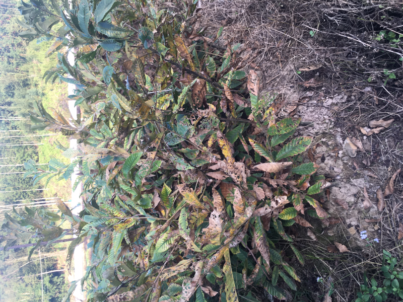 出售板栗苗占地苗根系发达