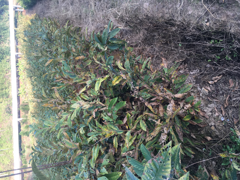 出售板栗苗占地苗根系发达
