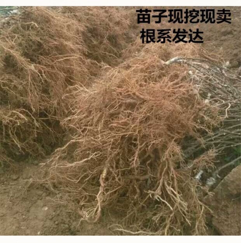 猕猴桃树苗嫁接红心奇异果徐香猕猴桃苗当年结果