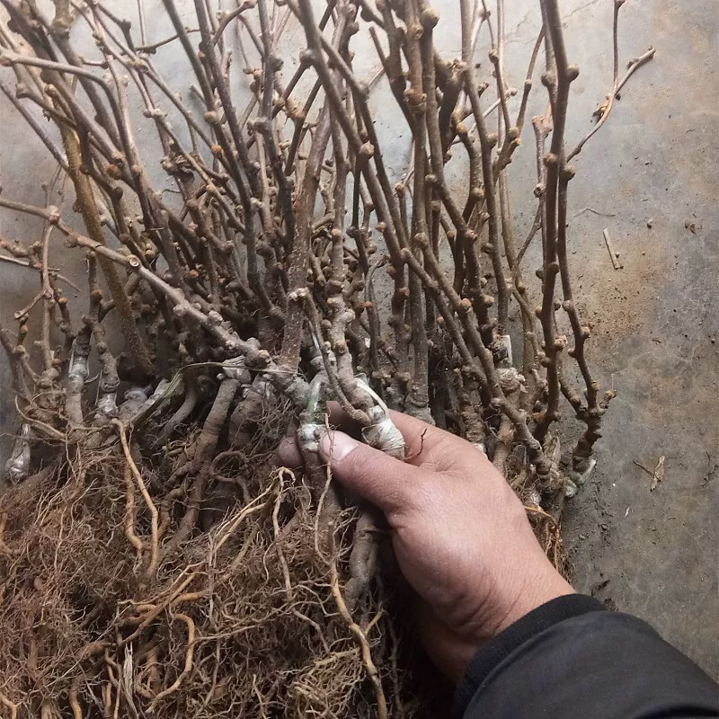 猕猴桃树苗嫁接红心奇异果徐香猕猴桃苗当年结果