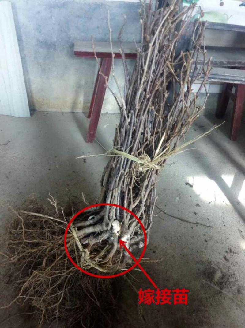 猕猴桃树苗嫁接红心奇异果徐香猕猴桃苗当年结果