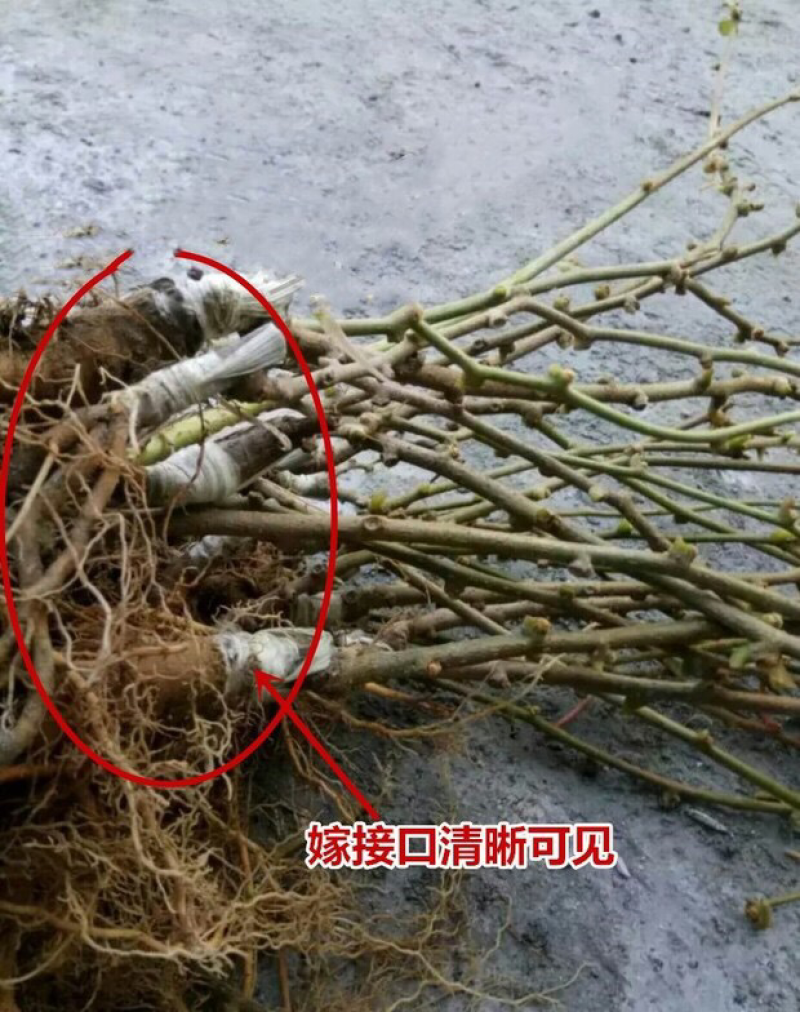 猕猴桃树苗嫁接红心奇异果徐香猕猴桃苗当年结果