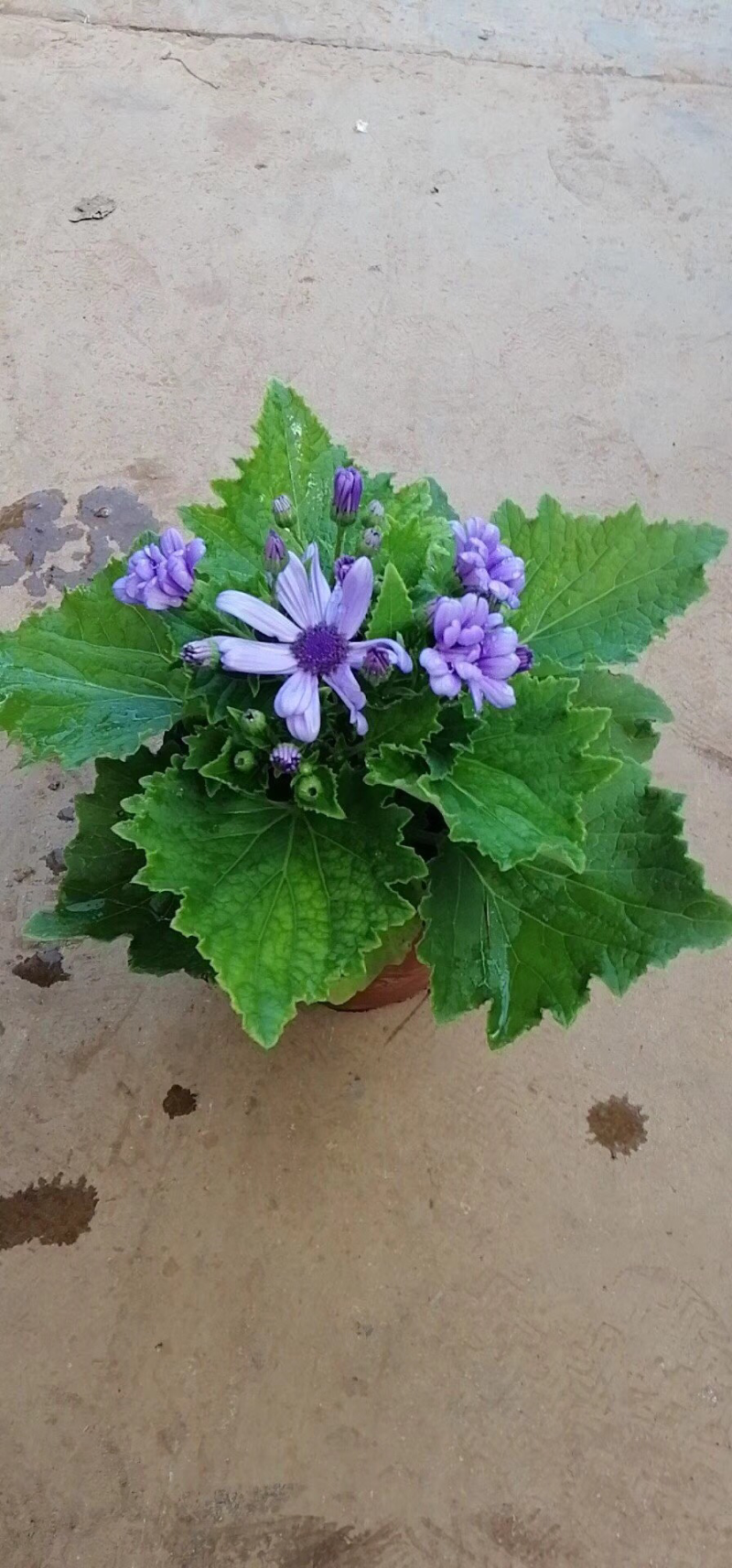 瓜叶菊