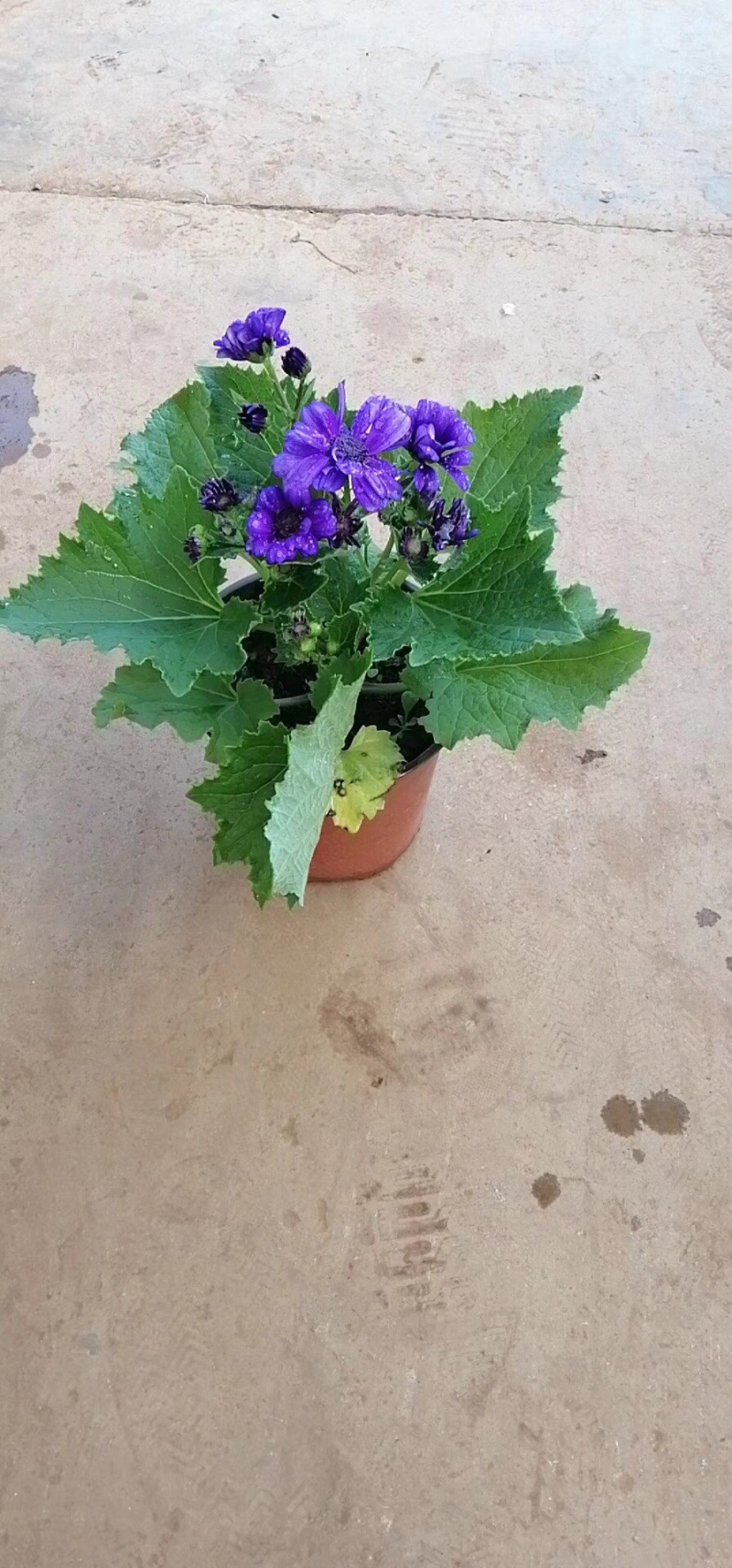 瓜叶菊