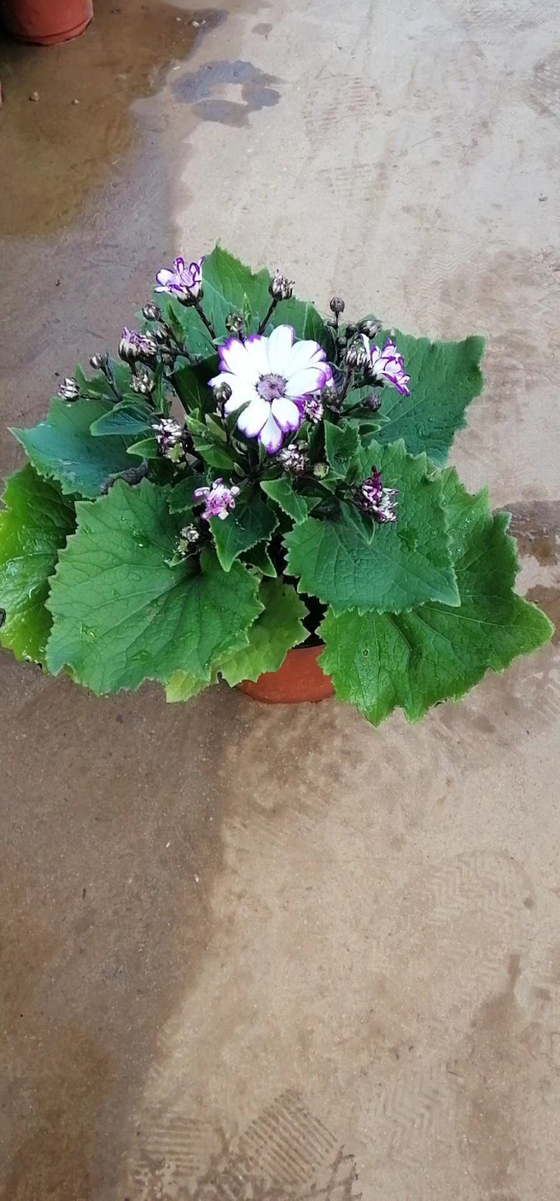 瓜叶菊