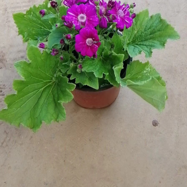 瓜叶菊