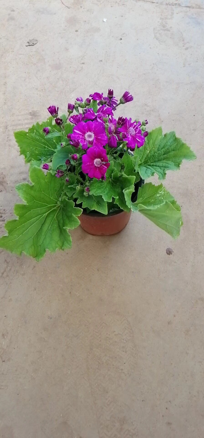 瓜叶菊