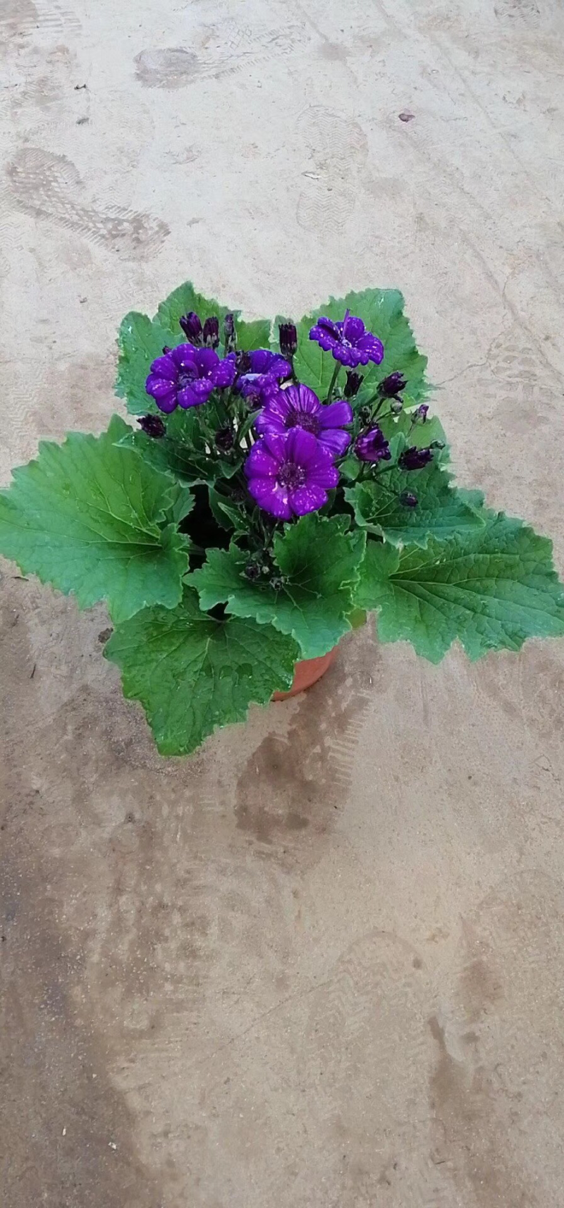 瓜叶菊