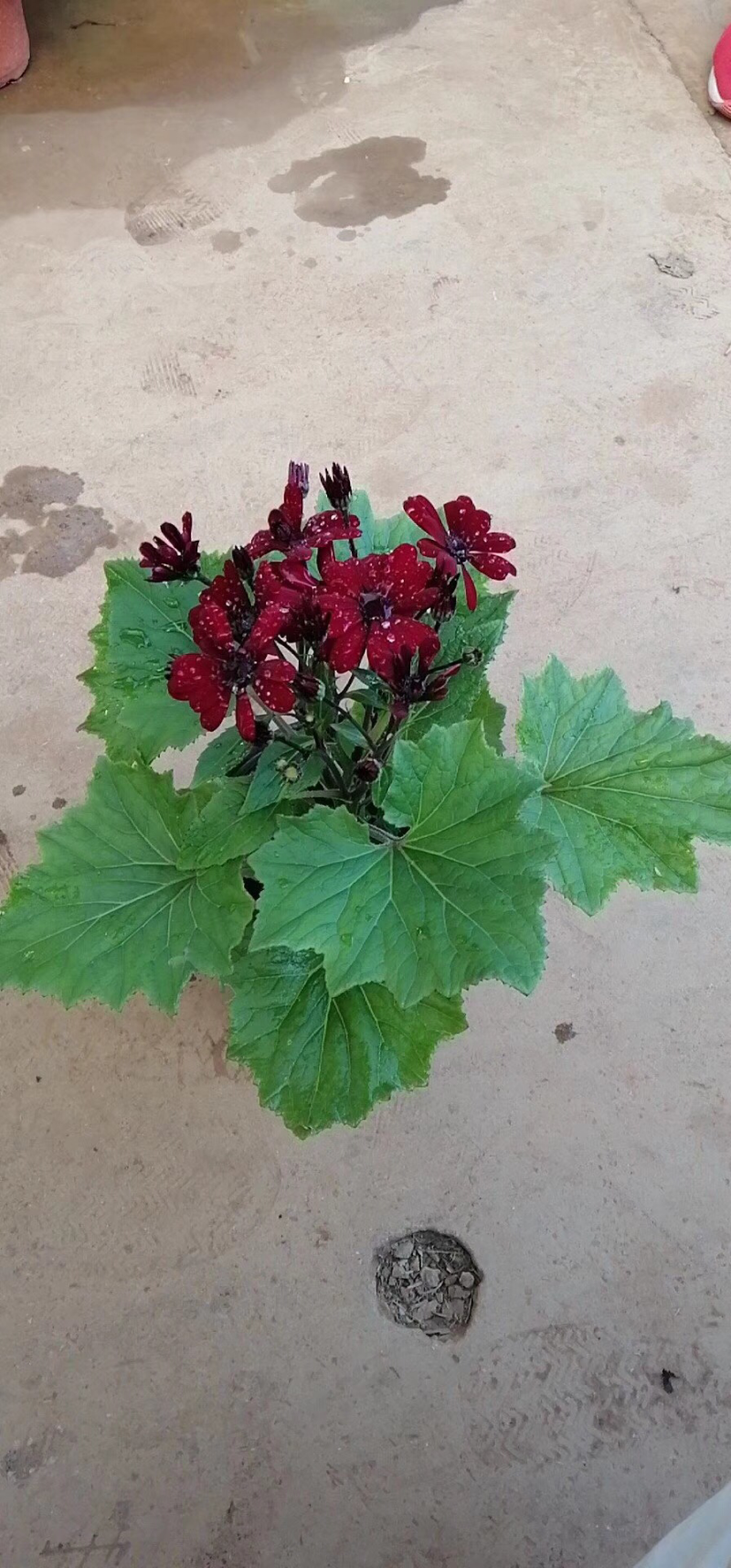 瓜叶菊