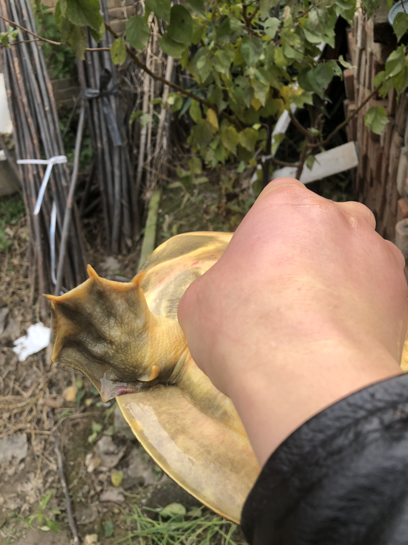 生态野生甲鱼。需要欢迎订购。